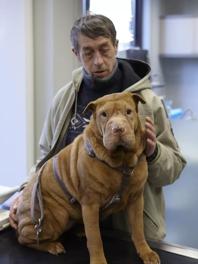 Hond bij Dierenartsenpraktijk Wim Geurts